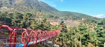 동의보감촌 꽃양귀비 축제 개화 시기와 볼거리_22