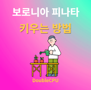 보로니아 피나타 키우기