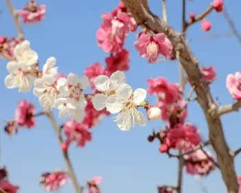 매화꽃 개화시기_14