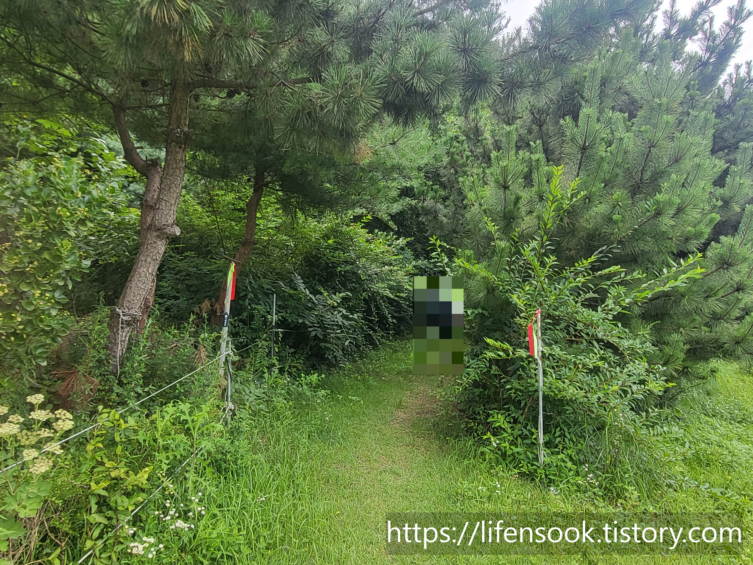 대부해솔길 3코스 주황리본 5