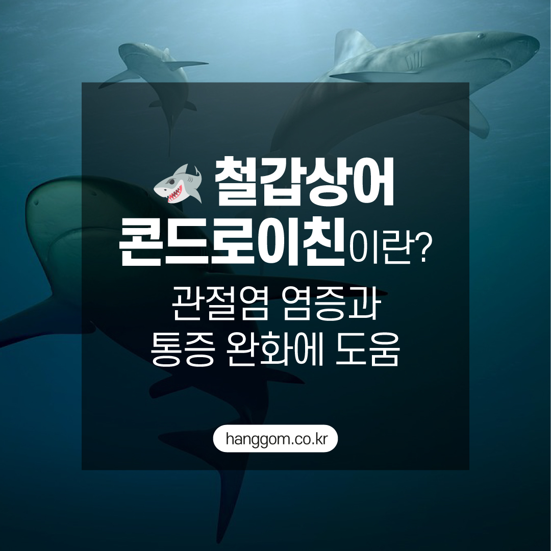 🦈 철갑상어 콘드로이친이란?- 관절염 염증과 통증 완화에 도움