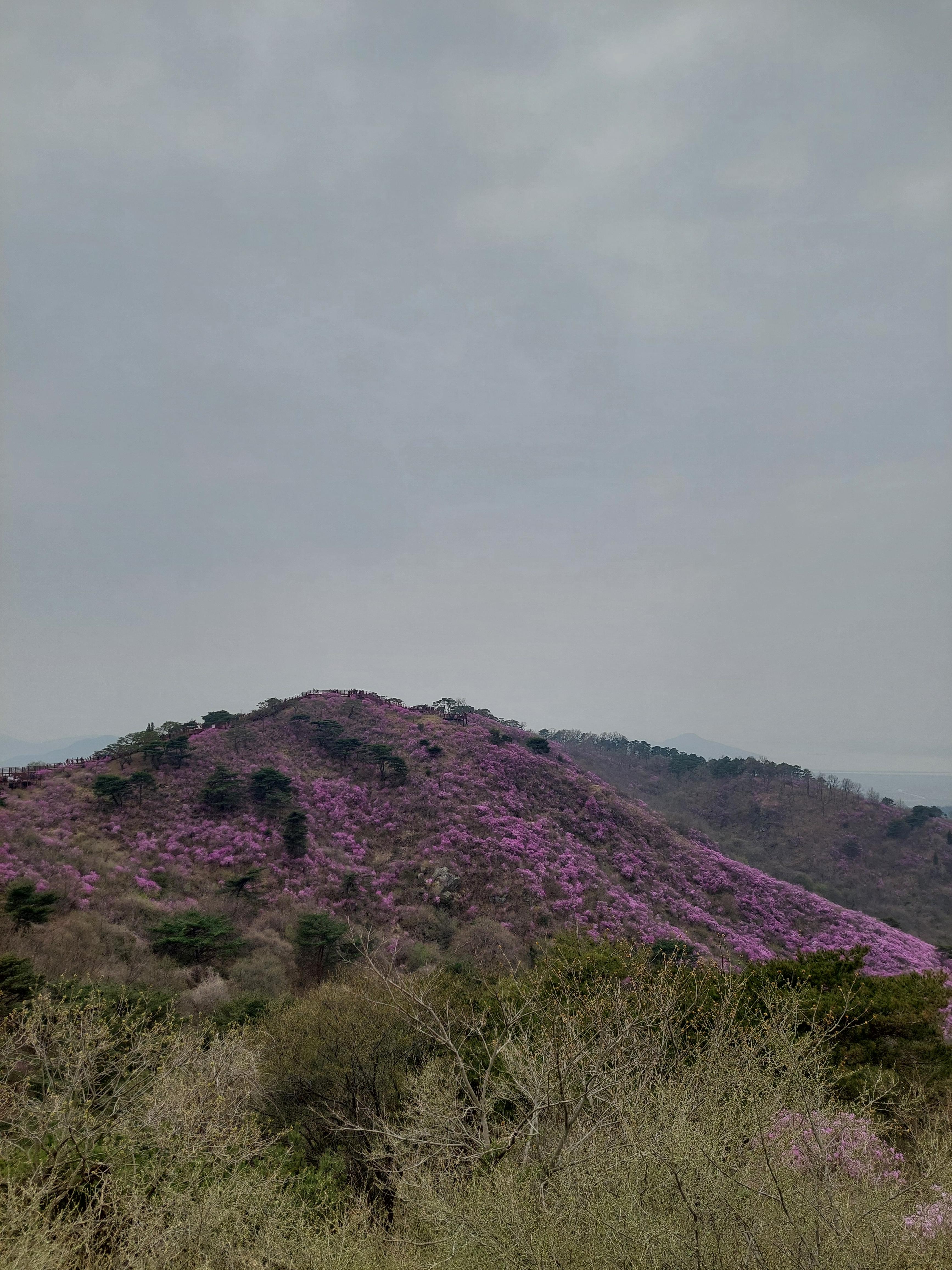 고려산 진달래