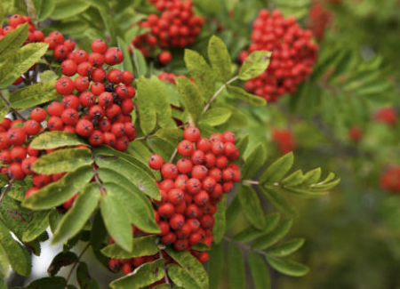 마가목 효능 부작용 먹는 방법 재배 열매&amp;#44; 나무 총정리