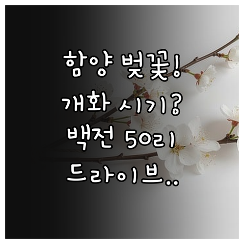 함양 벚꽃 개화 시기 확인법 백전 5..