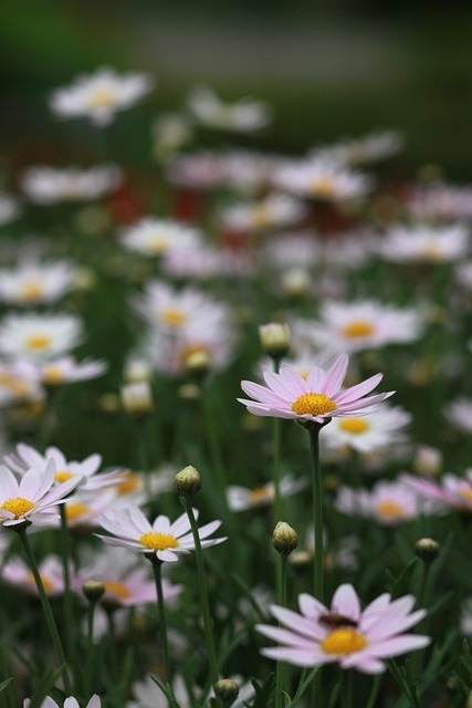 평창 육백마지기 샤스타 데이지