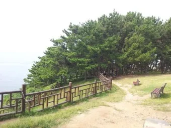 서천 마량리 동백나무 숲 개화 코스_7