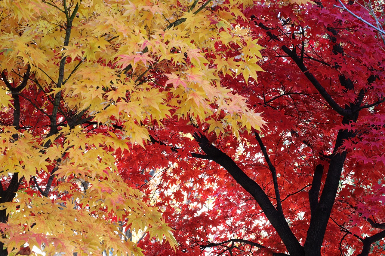 서울 단풍 산책 BEST 5