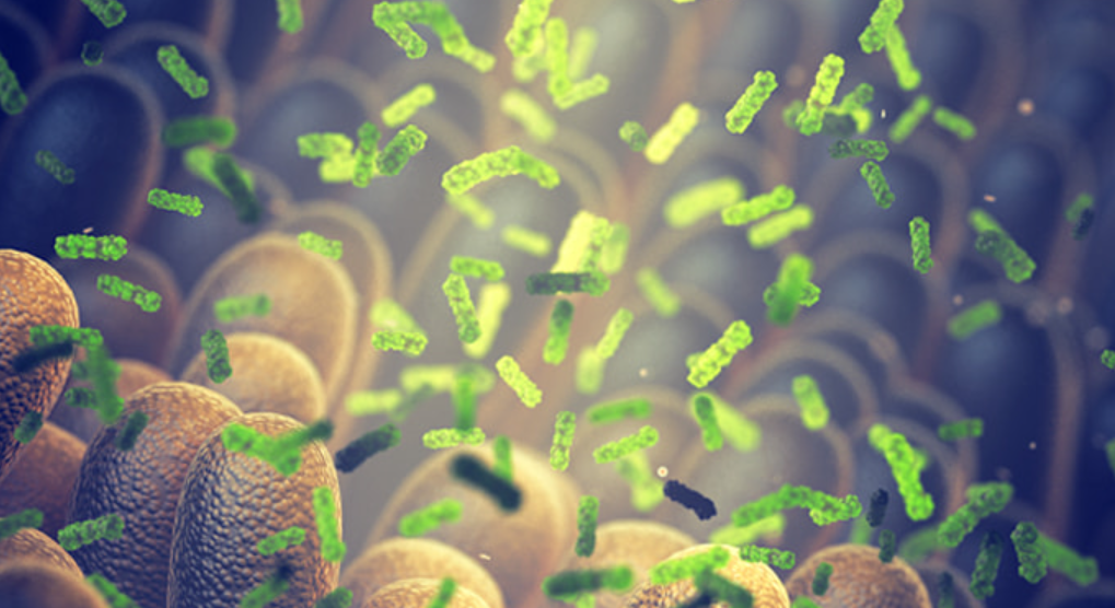 빨간물 콜레올로지 티 4가지 주원료