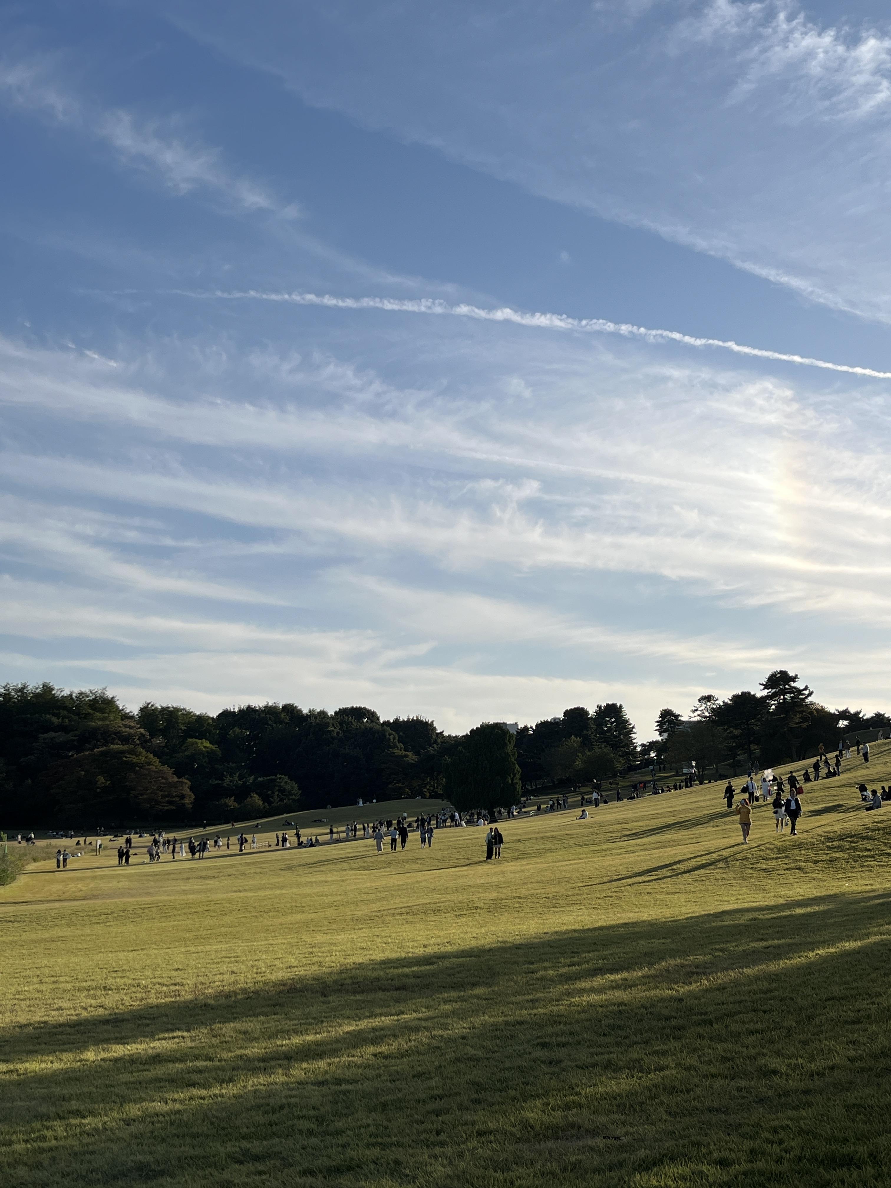 올림픽공원 나홀로나무