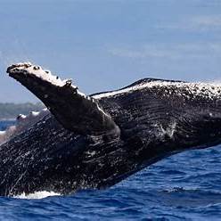 2025년 하와이 마우이 - 명소, 음식, 숙소 추천정보