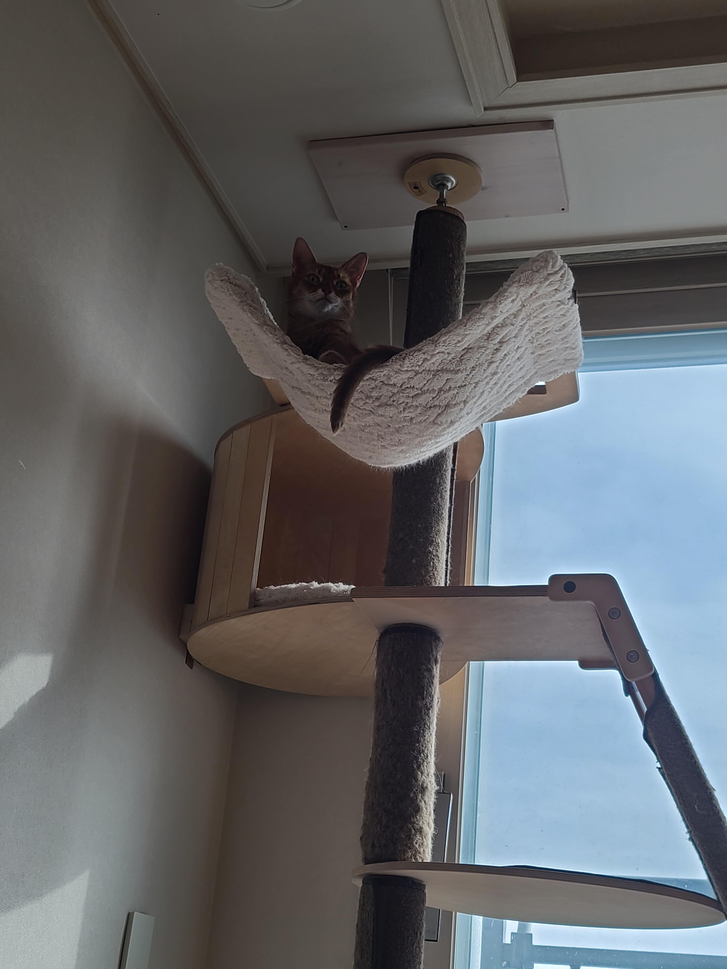 으르렁거리며 집지키는 고양이 루나 (feat.따라쟁이 건)