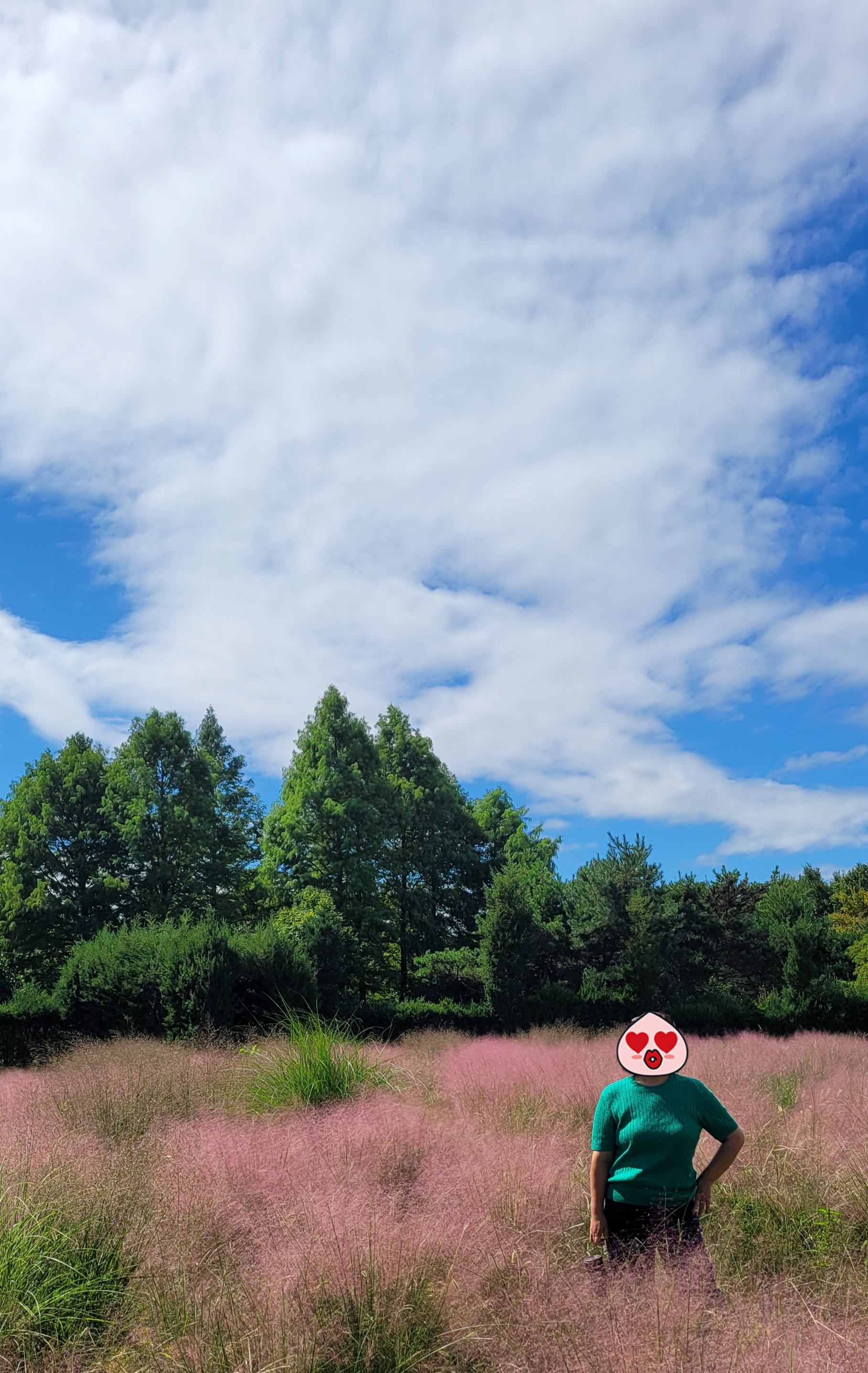 이미지-alt-태그-드림파크 야생화 단지 핑크뮬리