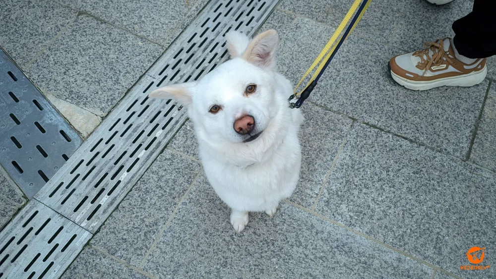 처음 본 나를 무심히 바라보던 나의 플러깅 파트너 보호동물 핑코