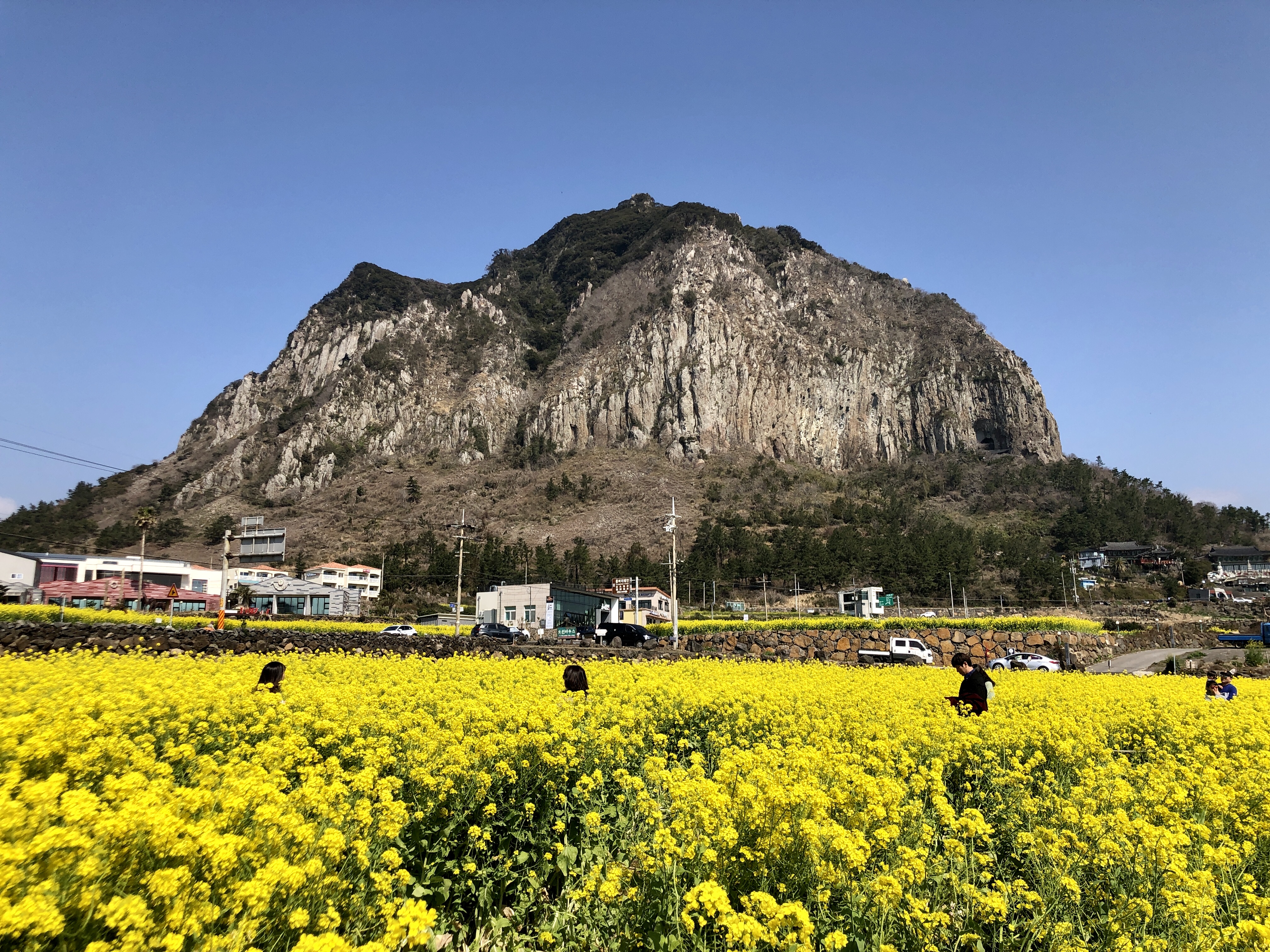 제주 산방산 유채꽃