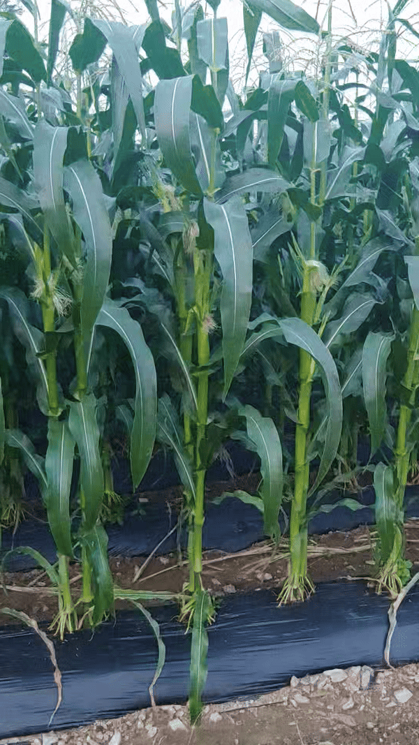 괴산-아버지네-근처-옥수수-잎이-인사하다