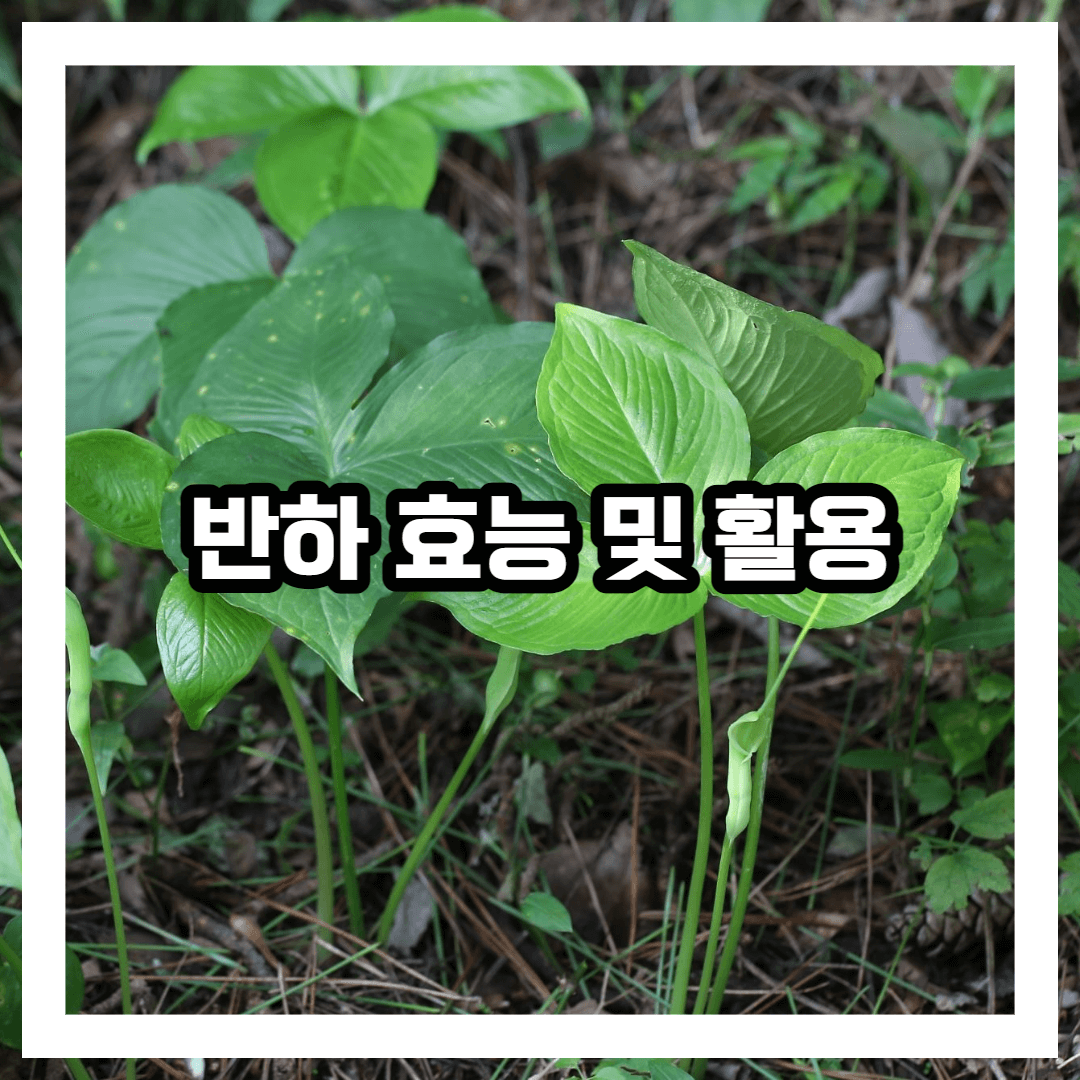 반하 사진