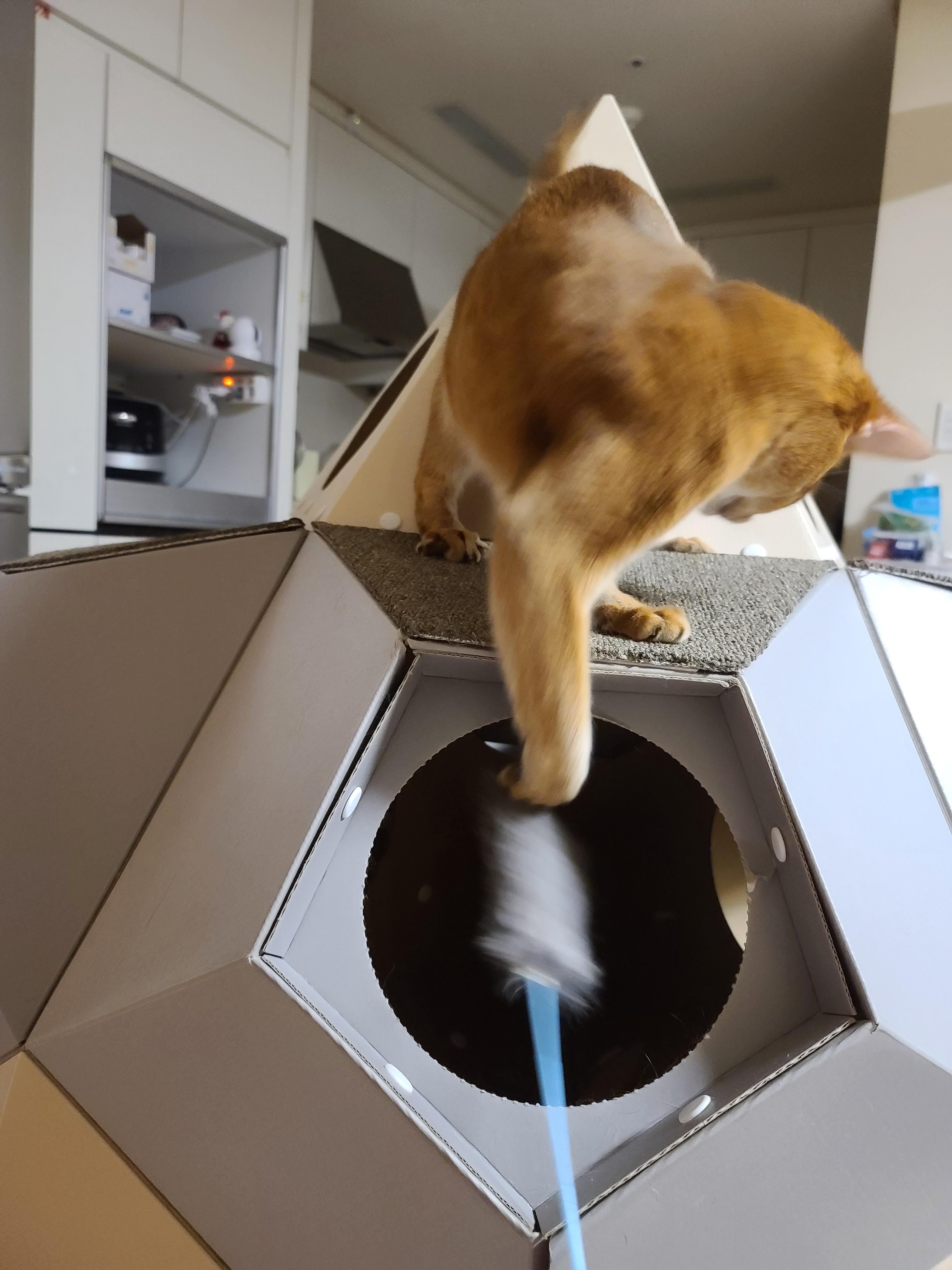 고양이 장난감 오뎅꼬치로 캣미로에서 노는 고양이들.