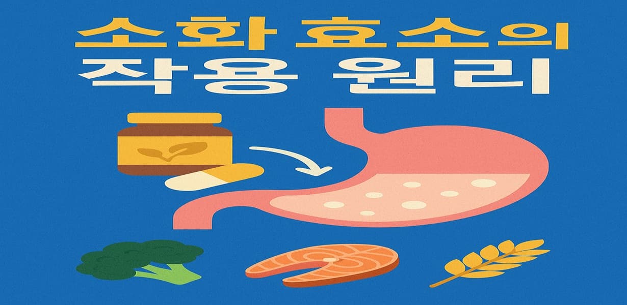 “소화 효소의 작용 원리를 시각화한 인포그래픽 이미지”