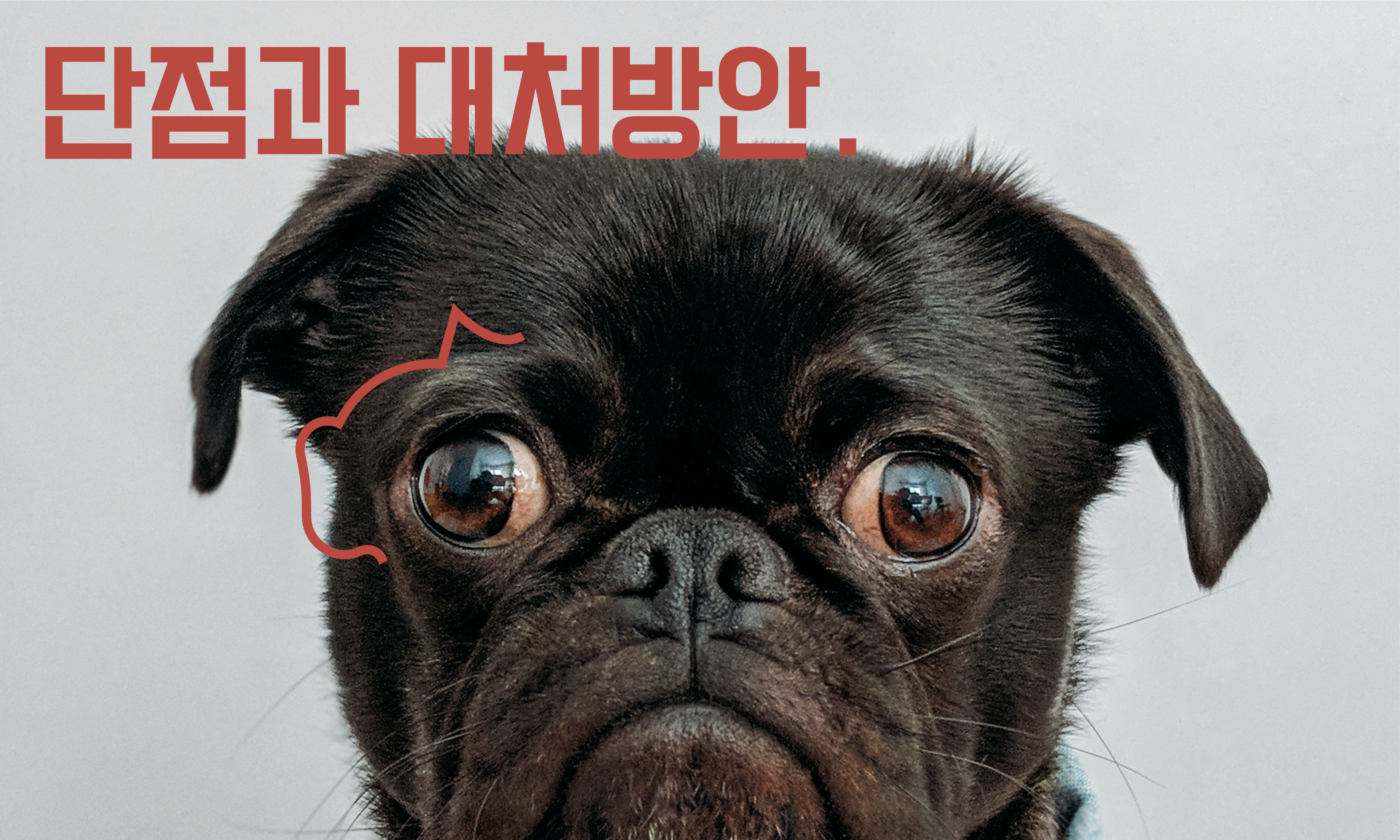 반려동물 단점