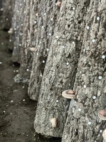 표고버섯 효능_9