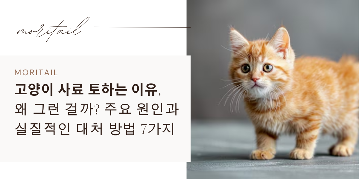 고양이 사료 토하는 이유, 왜 그런 걸까? 주요 원인과 실질적인 대처 방법 7가지