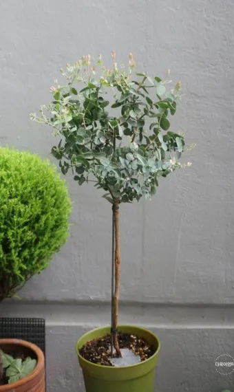 화분 잎마름 원인 햇빛부족 건조 과습 진단 맞춤 처방 가이드_13