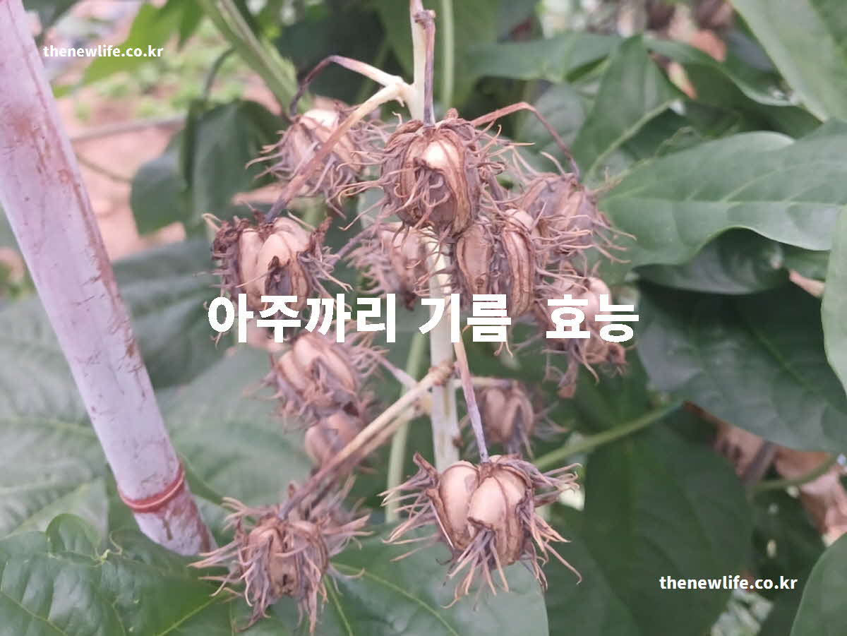 아주까리기름 효능 대표 실사진