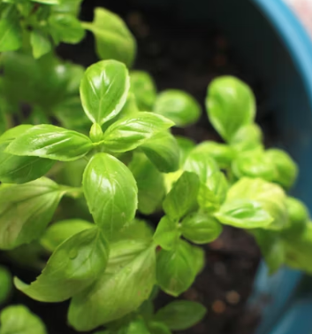 바질 효능 부작용 고르는법 요리 먹는 방법 허브