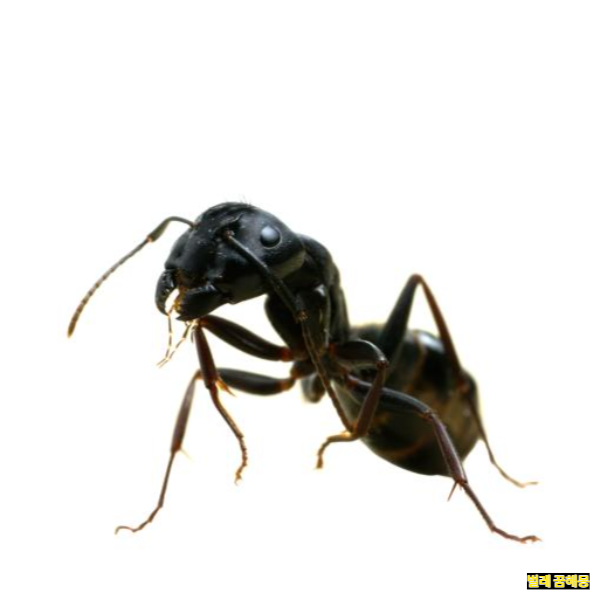 벌레 꿈해몽│벌레가 많이 나오는 꿈