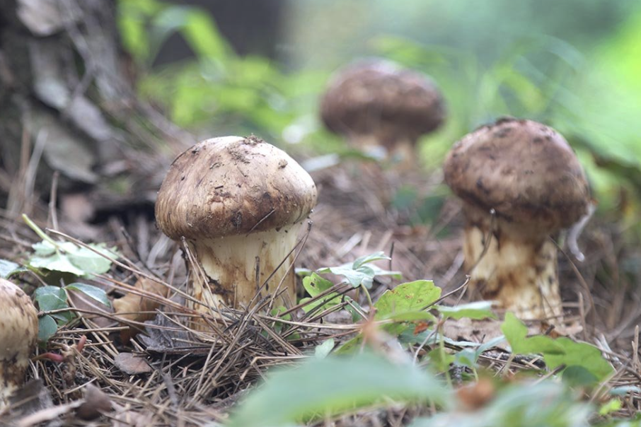 송이버섯 제철