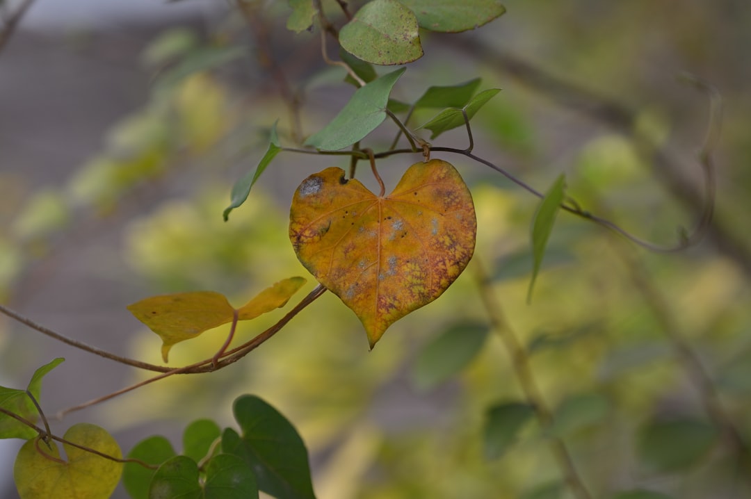 Heart.