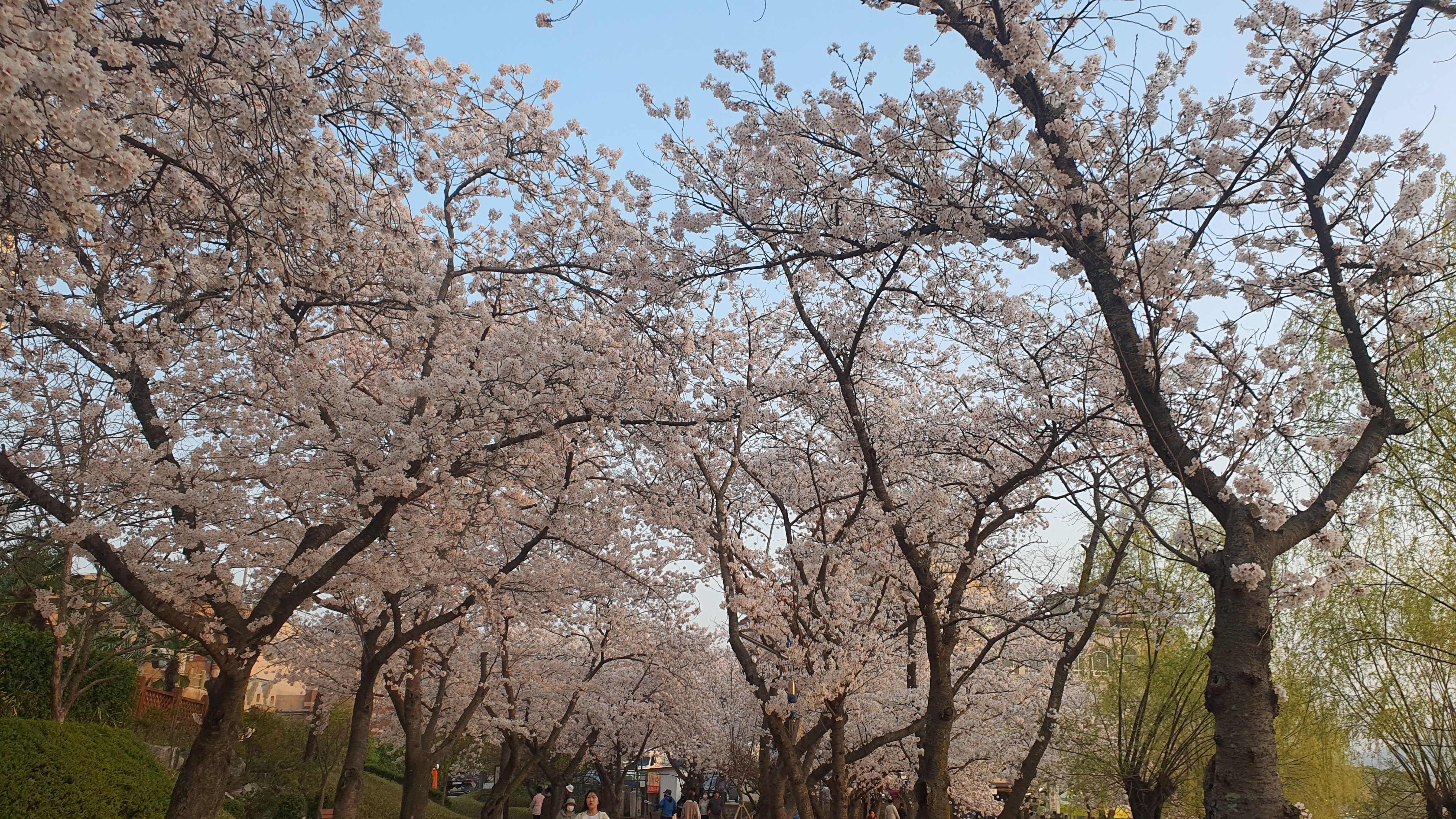 경주 보문관광단지 보문호 벚꽃길