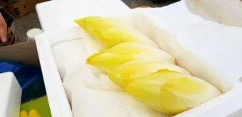 엔다이브 재배 상토 선정 배수 통풍 연속 수확_4
