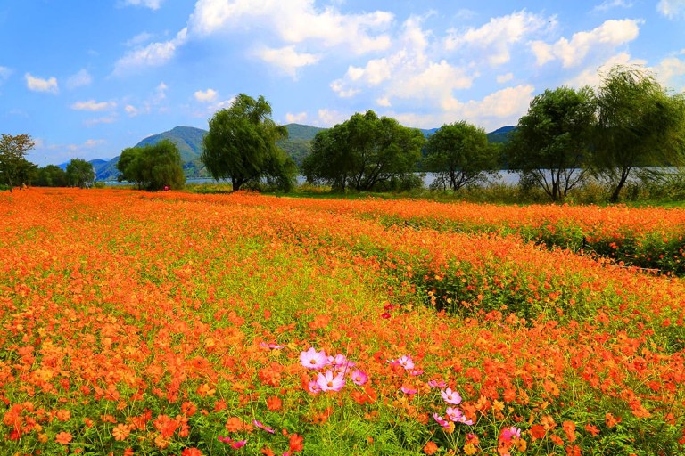 봄날 물의정원에 노란 꽃이 활짝핀 전경