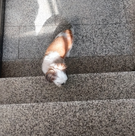 계단 앞에서 멈춰 선 시츄 별이