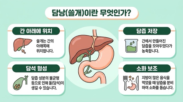 담낭 위치 간 담즙 담석증 설명