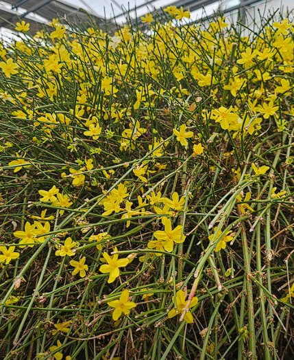 안산 식물원 매화, 카페 정보