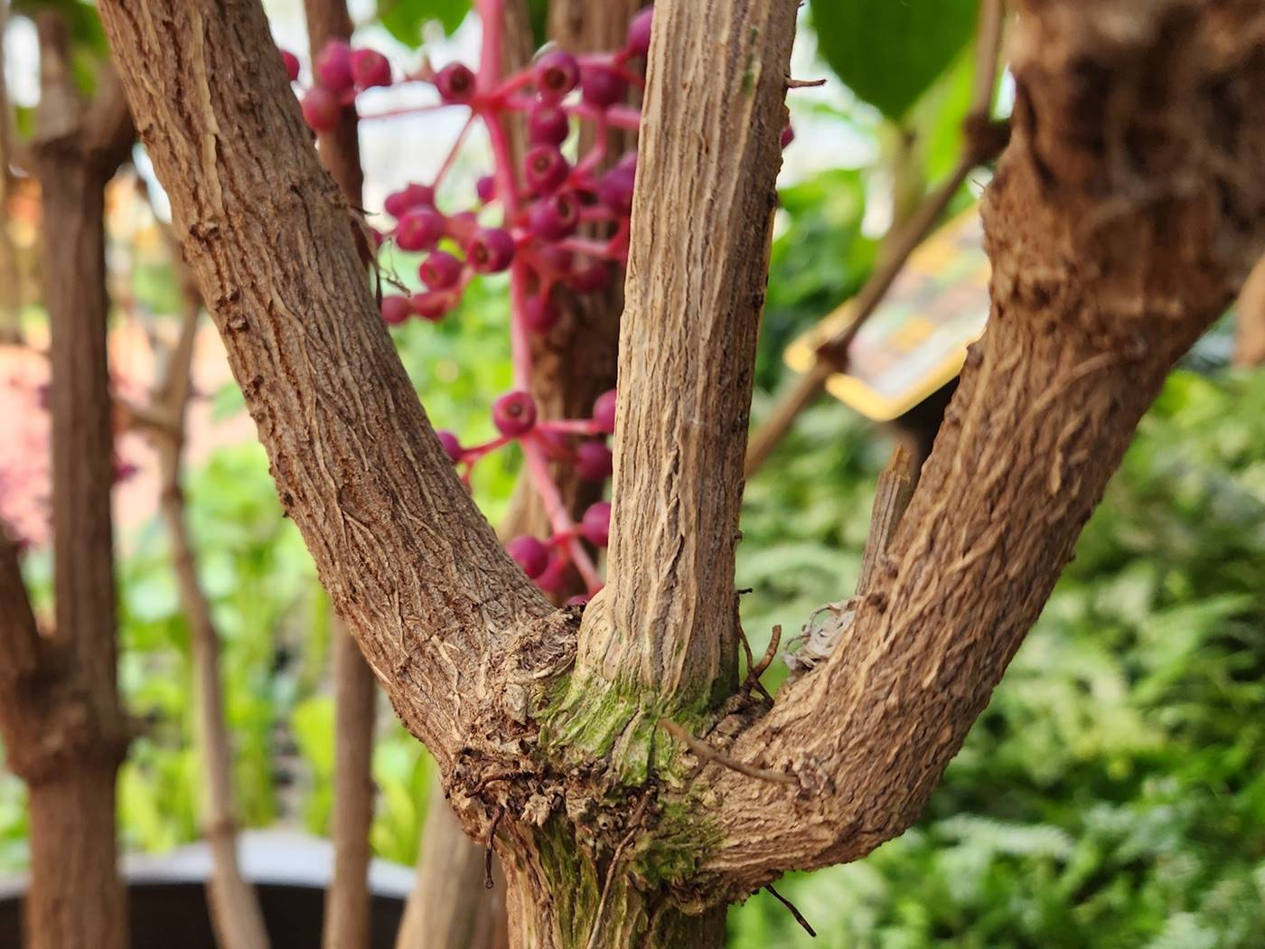 메디닐라 마그니피카