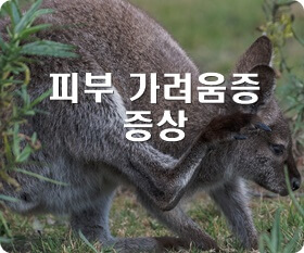 피부 가려움 증상