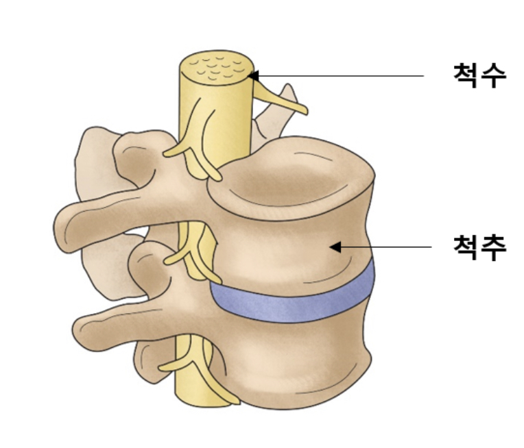 척추와 척수