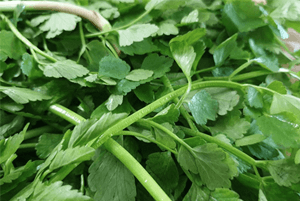 숙취해소효능16