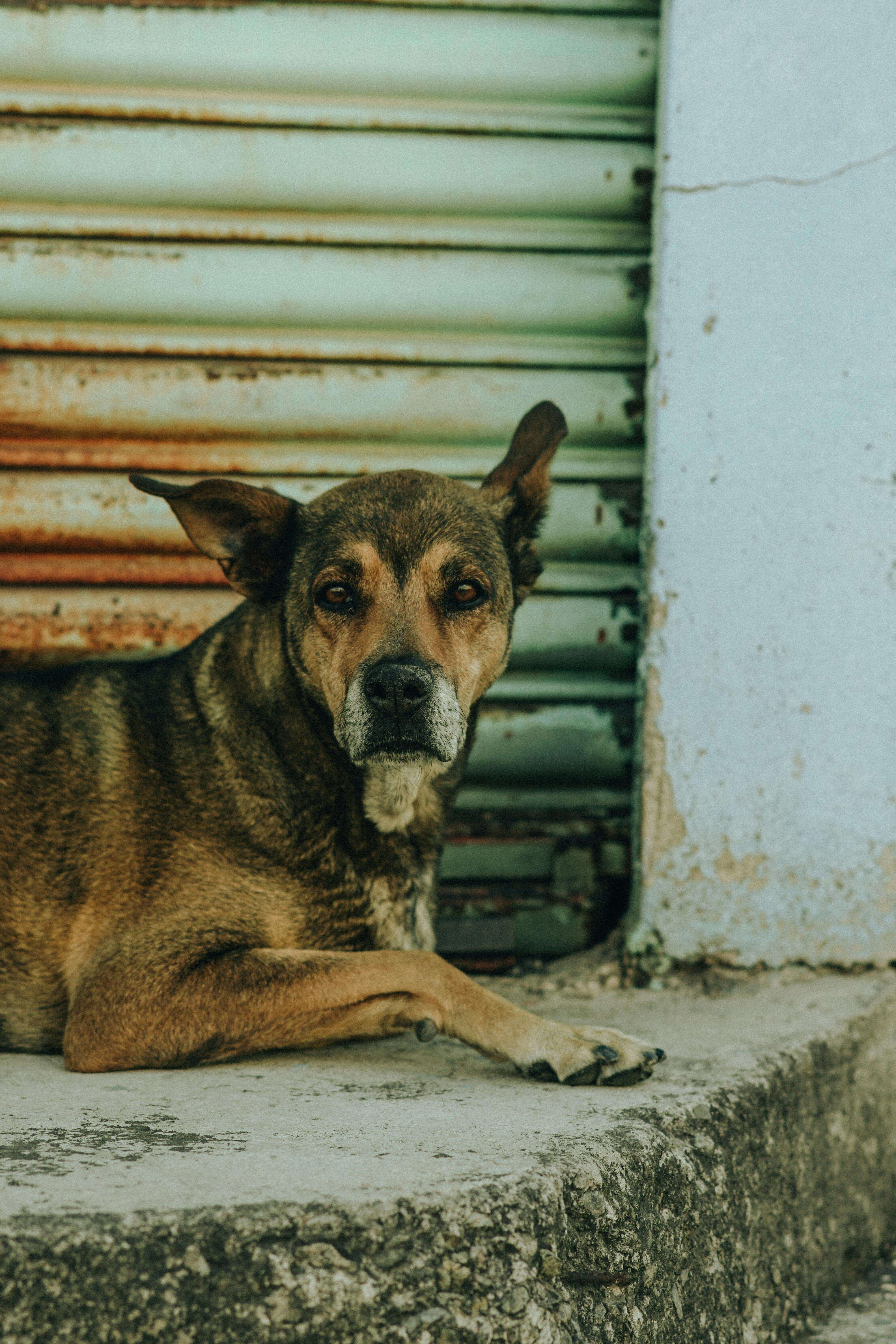메리츠 vs DB vs 현대 펫보험 비교 (2025판) ┃ 보장&middot;보험료&middot;특약 한눈에 정리
