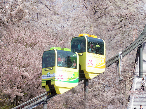 진해군항제