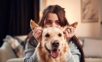 Golden Retriever/출처:어도비스톡