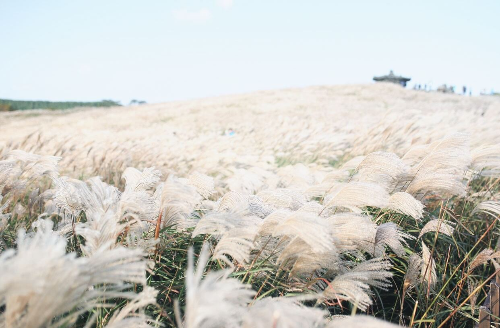 제주도-억새밭-사진