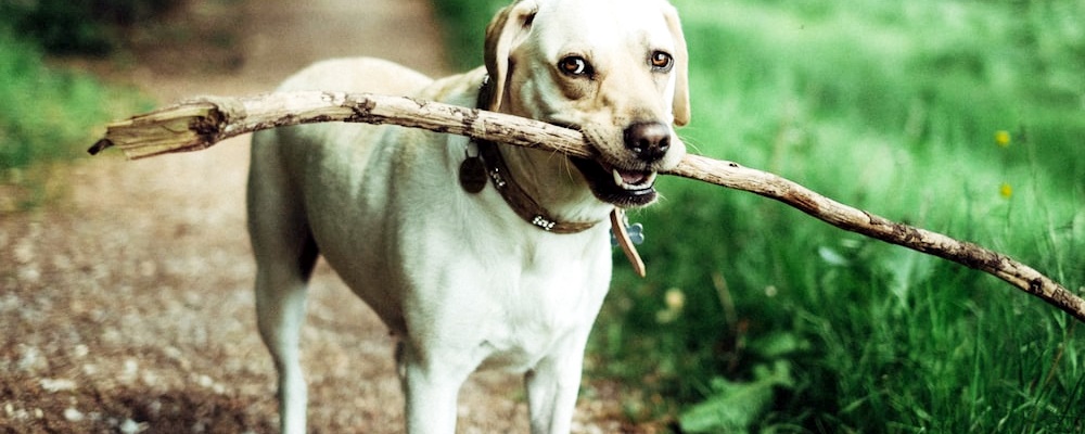 강아지 나이 알아보는 방법 9