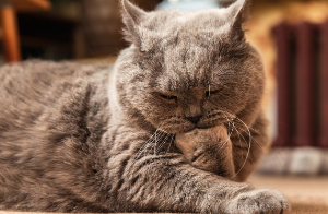 앞발을 깨물고 있는 고양이