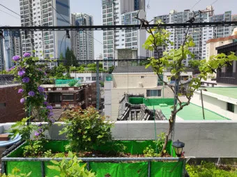 작물 순지르기 유인 기본 토마토 오이 가지 고추 수형관리_22