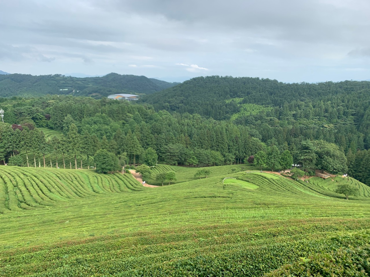 보성녹차밭 관련 사진