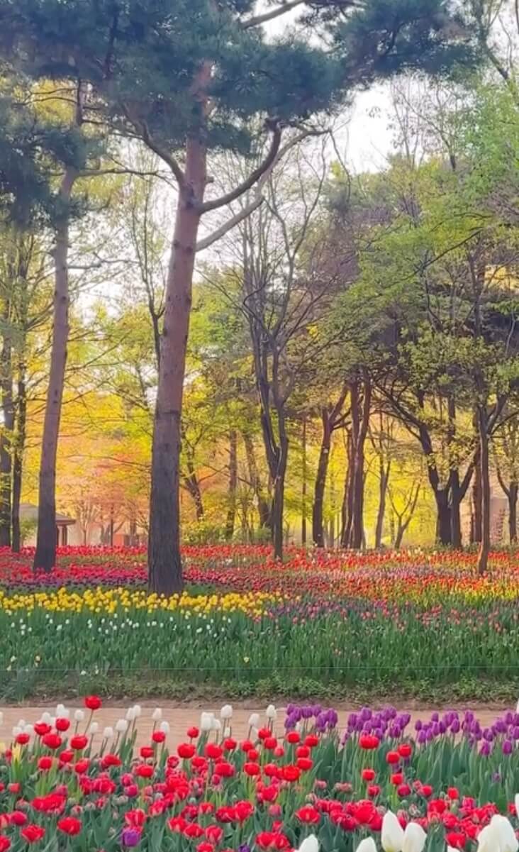 2025 서울숲 튤립 구경 가이드 관련사진